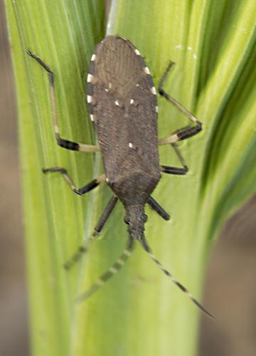 Réf. 293 962 : Dicranocephalus agilis