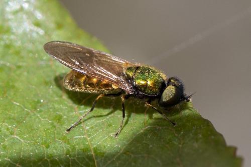 Réf. 293 552 : Chloromyia formosa