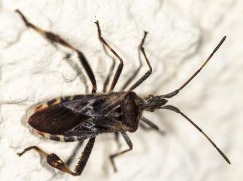 Réf. 293 469 : Leptoglossus occidentalis