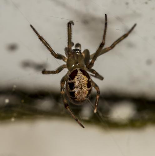 Réf. 293 958 : Steatoda nobilis