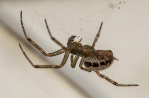 Réf. 293 959 : Steatoda nobilis