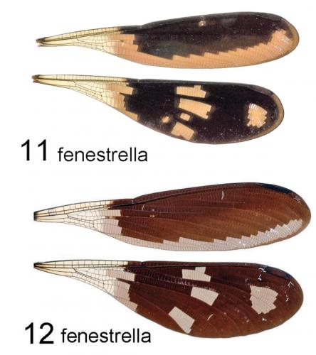 Aristocypha fenestrella