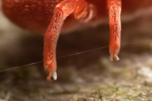Allothrombium sp.