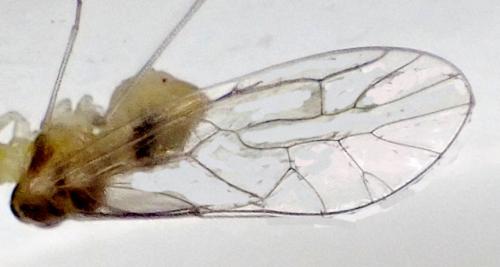Stenopsocus immaculatus
