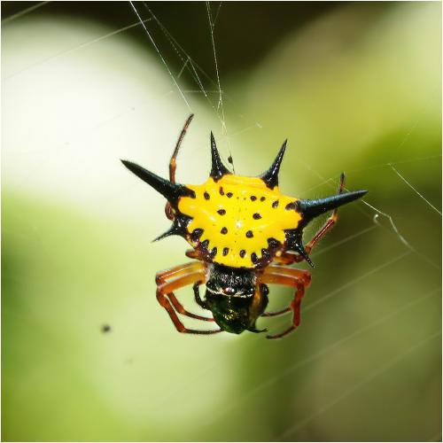 Macracantha hasselti