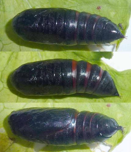 Réf. 293 543 : Lacanobia oleracea
