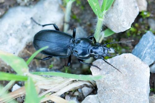 Pterostichus madidus