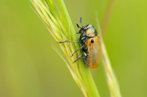 Réf. 293 557 : Labidostomis sp.