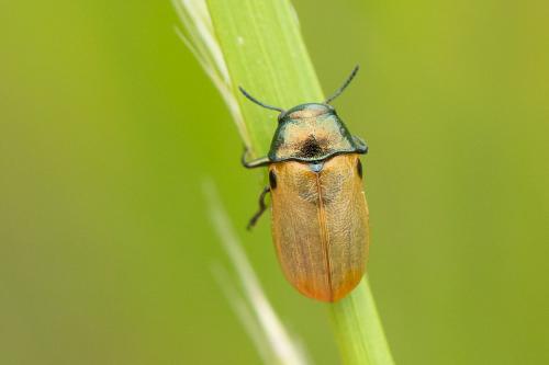 Réf. 293 555 : Labidostomis sp.