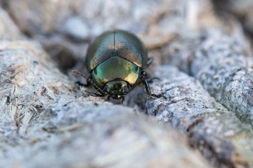 Chrysolina hyperici