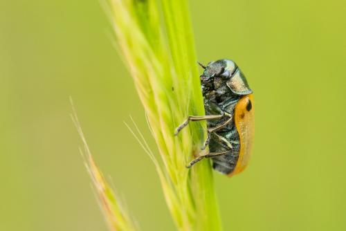 Réf. 293 556 : Labidostomis sp.