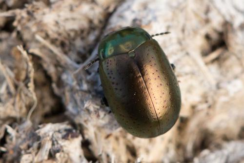 Réf. 293 459 : Chrysolina hyperici