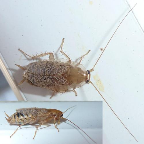 Réf. 293 495 : Planuncus vinzi