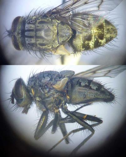 Helina evecta