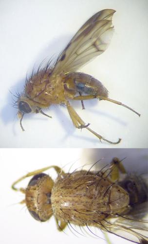 Minettia inusta