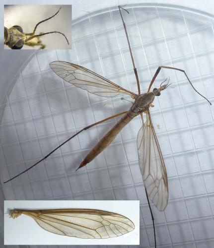 Tipula paludosa