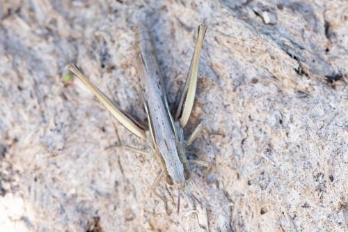 Euchorthippus elegantulus