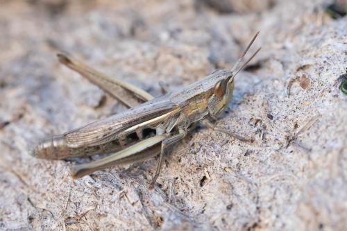 Euchorthippus elegantulus