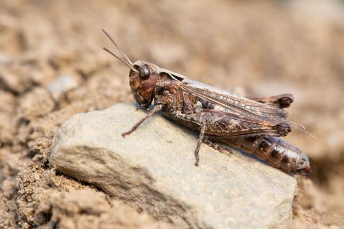 Réf. 293 189 : Omocestus haemorrhoidalis haemorrhoidalis