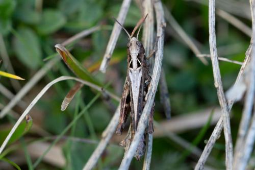 Réf. 293 190 : Omocestus haemorrhoidalis haemorrhoidalis
