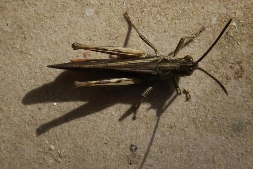 Chorthippus brunneus brunneus