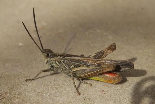 Réf. 293 482 : Chorthippus brunneus brunneus