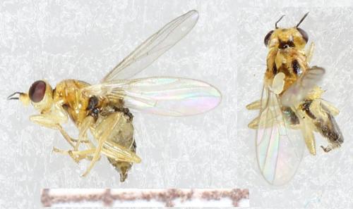 Réf. 293 537 : Elachiptera bimaculata