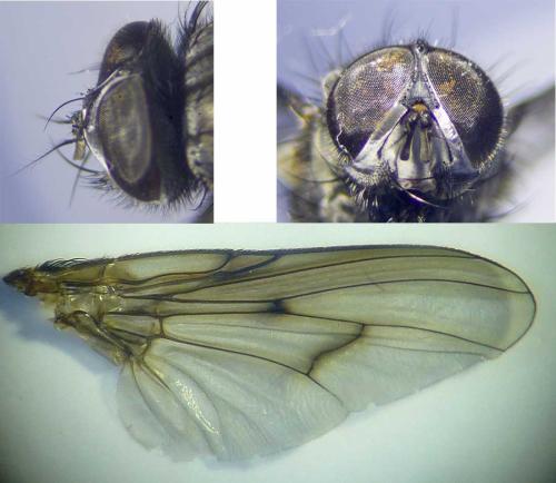 Helina evecta