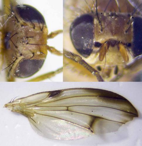 Réf. 293 694 : Minettia inusta