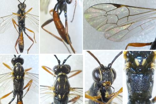 Réf. 293 656 : Lissonota sp.
