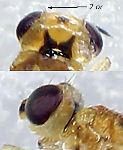 Elachiptera bimaculata