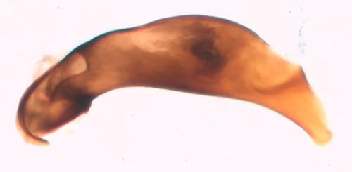 Bembidion tibiale