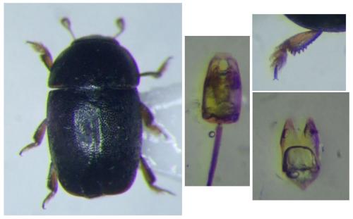 Stachygethes ruficornis
