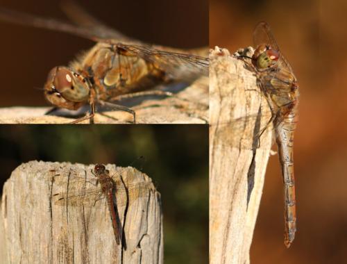 Sympetrum striolatum