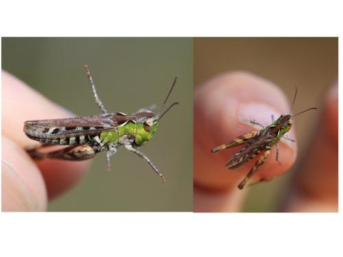 Myrmeleotettix maculatus maculatus