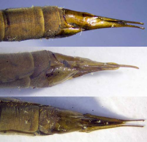 Tipula paludosa