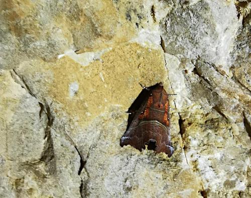 Scoliopteryx libatrix