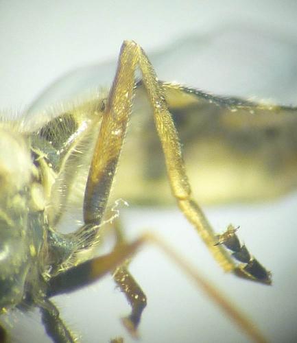 Eupeodes corollae