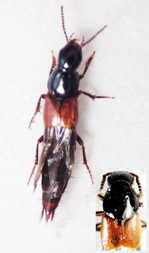 Réf. 293 529 : Quedius cruentus