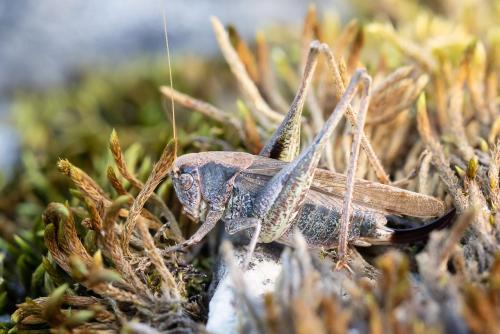 Réf. 293 473 : Platycleis albopunctata