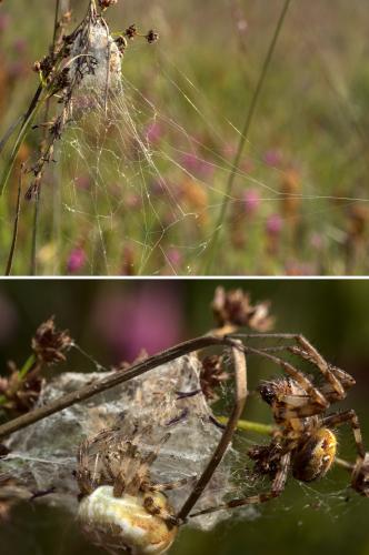 Araneus quadratus