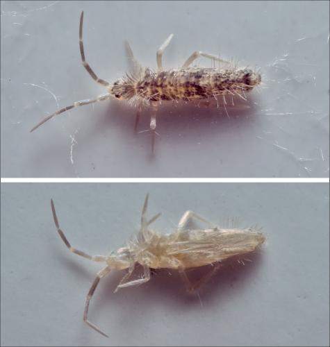Réf. 293 489 : Seira domestica
