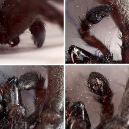 Scotophaeus sp.