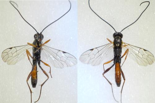 Réf. 293 655 : Lissonota sp.