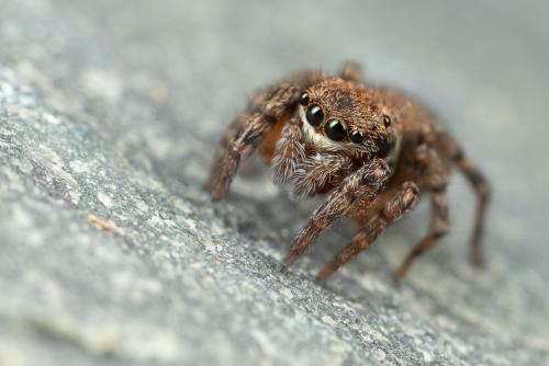 Réf. 293 485 : Euophrys rufibarbis