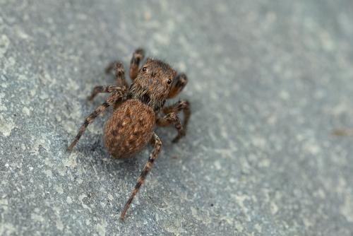 Réf. 293 484 : Euophrys rufibarbis