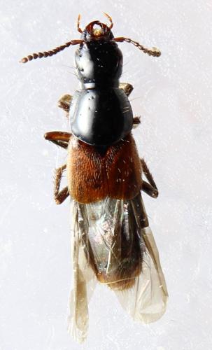 Réf. 293 573 : Quedius cruentus