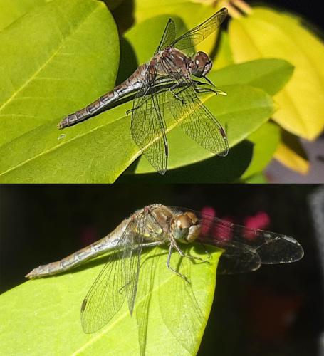 Sympetrum striolatum
