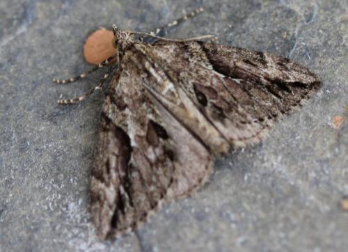 Thera cupressata