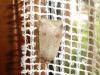 293821 – Photo : Andre Astric – France (68)